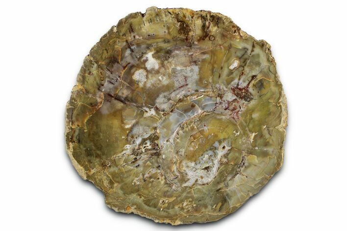 Jurassic Petrified Wood Round - Henry Mountain, Utah #346836